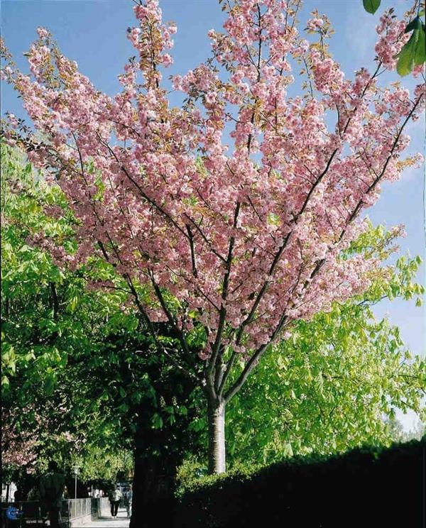 Japansk kirsebærtræ `Kanzan`